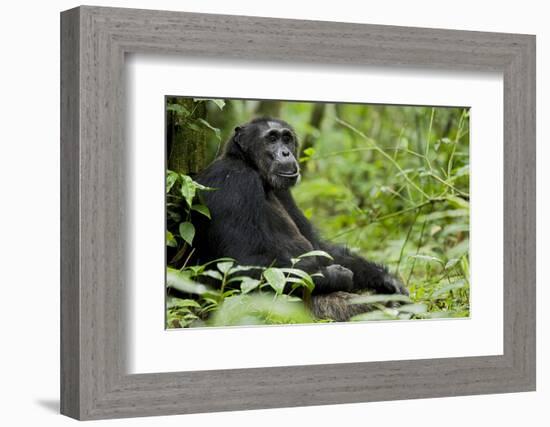 Africa, Uganda, Kibale National Park. Wild male chimpanzee sits.-Kristin Mosher-Framed Photographic Print