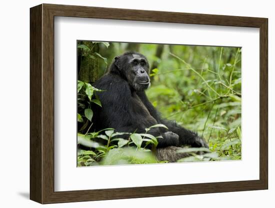 Africa, Uganda, Kibale National Park. Wild male chimpanzee sits.-Kristin Mosher-Framed Photographic Print