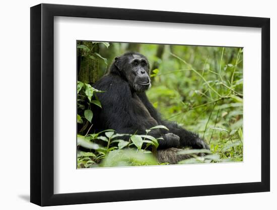 Africa, Uganda, Kibale National Park. Wild male chimpanzee sits.-Kristin Mosher-Framed Photographic Print