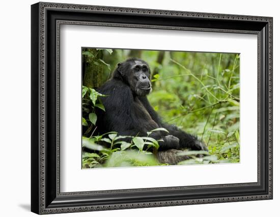 Africa, Uganda, Kibale National Park. Wild male chimpanzee sits.-Kristin Mosher-Framed Photographic Print