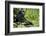 Africa, Uganda, Kibale National Park. Wild male chimpanzee sits.-Kristin Mosher-Framed Photographic Print