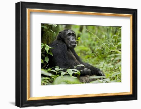 Africa, Uganda, Kibale National Park. Wild male chimpanzee sits.-Kristin Mosher-Framed Photographic Print