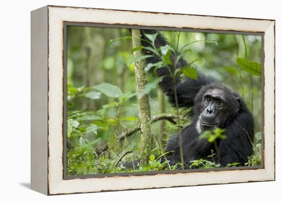 Africa, Uganda, Kibale National Park. Wild male chimpanzee stares, his face relaxed.-Kristin Mosher-Framed Premier Image Canvas