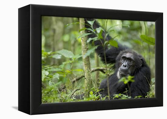 Africa, Uganda, Kibale National Park. Wild male chimpanzee stares, his face relaxed.-Kristin Mosher-Framed Premier Image Canvas