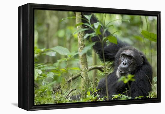 Africa, Uganda, Kibale National Park. Wild male chimpanzee stares, his face relaxed.-Kristin Mosher-Framed Premier Image Canvas