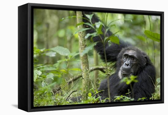 Africa, Uganda, Kibale National Park. Wild male chimpanzee stares, his face relaxed.-Kristin Mosher-Framed Premier Image Canvas