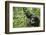 Africa, Uganda, Kibale National Park. Wild male chimpanzee stares, his face relaxed.-Kristin Mosher-Framed Photographic Print