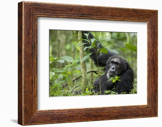 Africa, Uganda, Kibale National Park. Wild male chimpanzee stares, his face relaxed.-Kristin Mosher-Framed Photographic Print