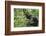 Africa, Uganda, Kibale National Park. Wild male chimpanzee stares, his face relaxed.-Kristin Mosher-Framed Photographic Print