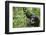 Africa, Uganda, Kibale National Park. Wild male chimpanzee stares, his face relaxed.-Kristin Mosher-Framed Photographic Print