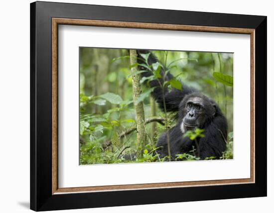 Africa, Uganda, Kibale National Park. Wild male chimpanzee stares, his face relaxed.-Kristin Mosher-Framed Photographic Print