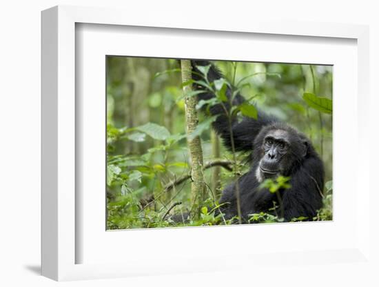 Africa, Uganda, Kibale National Park. Wild male chimpanzee stares, his face relaxed.-Kristin Mosher-Framed Photographic Print