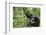 Africa, Uganda, Kibale National Park. Wild male chimpanzee stares, his face relaxed.-Kristin Mosher-Framed Photographic Print