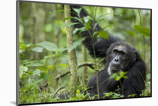 Africa, Uganda, Kibale National Park. Wild male chimpanzee stares, his face relaxed.-Kristin Mosher-Mounted Photographic Print