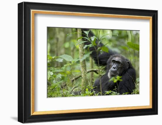 Africa, Uganda, Kibale National Park. Wild male chimpanzee stares, his face relaxed.-Kristin Mosher-Framed Photographic Print
