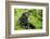Africa, Uganda, Kibale National Park. Young adult chimpanzee relaxes on a path.-Kristin Mosher-Framed Photographic Print