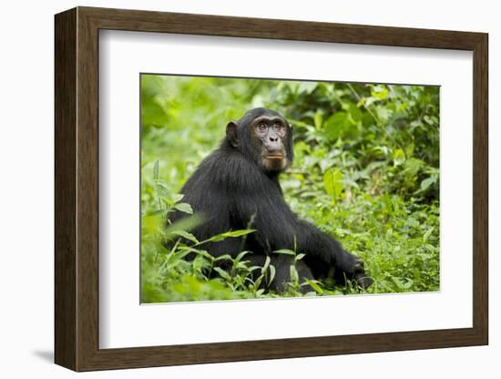 Africa, Uganda, Kibale National Park. Young adult chimpanzee relaxes on a path.-Kristin Mosher-Framed Photographic Print