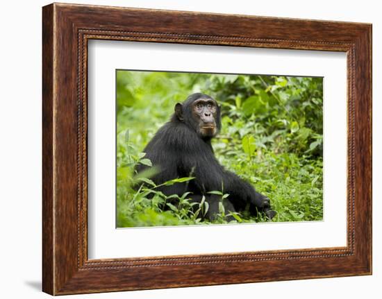 Africa, Uganda, Kibale National Park. Young adult chimpanzee relaxes on a path.-Kristin Mosher-Framed Photographic Print