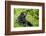 Africa, Uganda, Kibale National Park. Young adult chimpanzee relaxes on a path.-Kristin Mosher-Framed Photographic Print