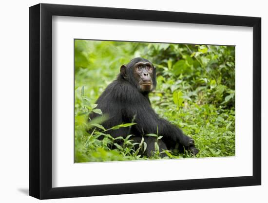 Africa, Uganda, Kibale National Park. Young adult chimpanzee relaxes on a path.-Kristin Mosher-Framed Photographic Print