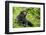 Africa, Uganda, Kibale National Park. Young adult chimpanzee relaxes on a path.-Kristin Mosher-Framed Photographic Print