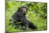Africa, Uganda, Kibale National Park. Young adult chimpanzee relaxes on a path.-Kristin Mosher-Mounted Photographic Print