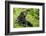 Africa, Uganda, Kibale National Park. Young adult chimpanzee relaxes on a path.-Kristin Mosher-Framed Photographic Print