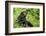 Africa, Uganda, Kibale National Park. Young adult chimpanzee relaxes on a path.-Kristin Mosher-Framed Photographic Print