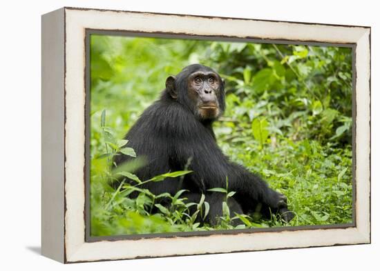 Africa, Uganda, Kibale National Park. Young adult chimpanzee relaxes on a path.-Kristin Mosher-Framed Premier Image Canvas