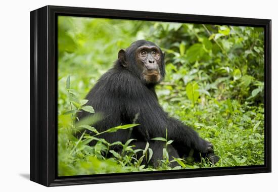 Africa, Uganda, Kibale National Park. Young adult chimpanzee relaxes on a path.-Kristin Mosher-Framed Premier Image Canvas