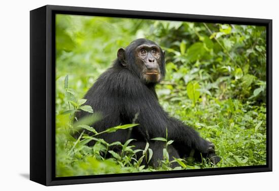 Africa, Uganda, Kibale National Park. Young adult chimpanzee relaxes on a path.-Kristin Mosher-Framed Premier Image Canvas