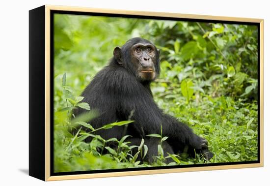 Africa, Uganda, Kibale National Park. Young adult chimpanzee relaxes on a path.-Kristin Mosher-Framed Premier Image Canvas