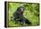 Africa, Uganda, Kibale National Park. Young adult chimpanzee relaxes on a path.-Kristin Mosher-Framed Premier Image Canvas