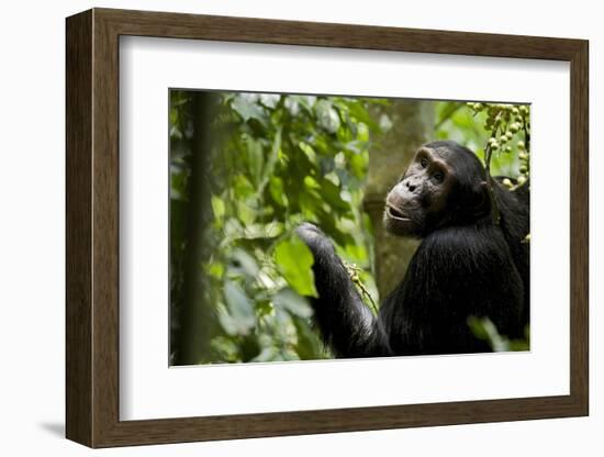 Africa, Uganda, Kibale National Park. Young adult male chimpanzee eating figs.-Kristin Mosher-Framed Photographic Print