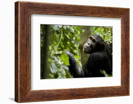 Africa, Uganda, Kibale National Park. Young adult male chimpanzee eating figs.-Kristin Mosher-Framed Photographic Print