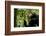 Africa, Uganda, Kibale National Park. Young adult male chimpanzee eating figs.-Kristin Mosher-Framed Photographic Print