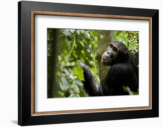 Africa, Uganda, Kibale National Park. Young adult male chimpanzee eating figs.-Kristin Mosher-Framed Photographic Print