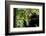 Africa, Uganda, Kibale National Park. Young adult male chimpanzee eating figs.-Kristin Mosher-Framed Photographic Print