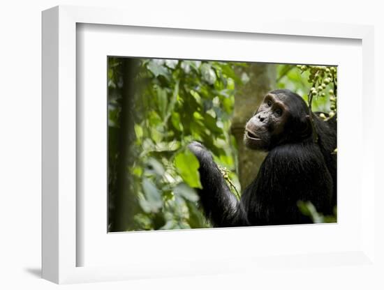 Africa, Uganda, Kibale National Park. Young adult male chimpanzee eating figs.-Kristin Mosher-Framed Photographic Print