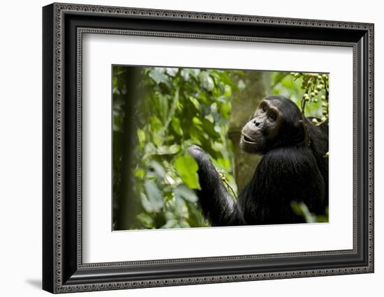 Africa, Uganda, Kibale National Park. Young adult male chimpanzee eating figs.-Kristin Mosher-Framed Photographic Print