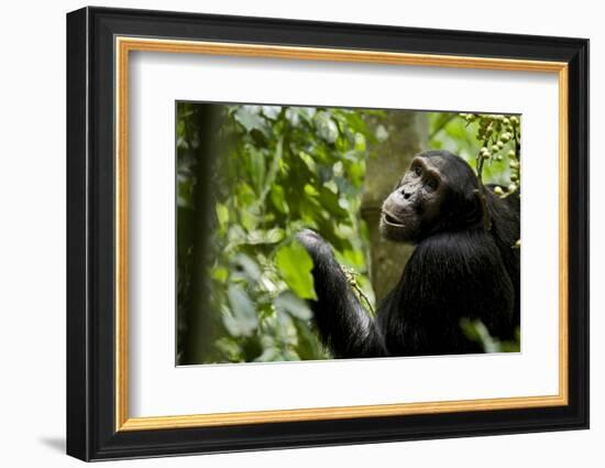 Africa, Uganda, Kibale National Park. Young adult male chimpanzee eating figs.-Kristin Mosher-Framed Photographic Print