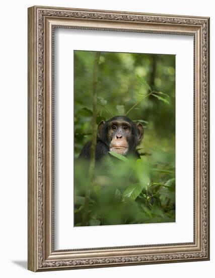 Africa, Uganda, Kibale National Park. Young adult male chimpanzee, 'Wes'-Kristin Mosher-Framed Photographic Print