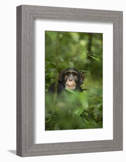 Africa, Uganda, Kibale National Park. Young adult male chimpanzee, 'Wes'-Kristin Mosher-Framed Photographic Print