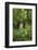 Africa, Uganda, Kibale National Park. Young adult male chimpanzee, 'Wes'-Kristin Mosher-Framed Photographic Print