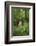 Africa, Uganda, Kibale National Park. Young adult male chimpanzee, 'Wes'-Kristin Mosher-Framed Photographic Print