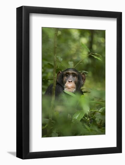 Africa, Uganda, Kibale National Park. Young adult male chimpanzee, 'Wes'-Kristin Mosher-Framed Photographic Print