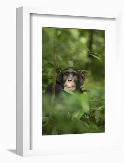 Africa, Uganda, Kibale National Park. Young adult male chimpanzee, 'Wes'-Kristin Mosher-Framed Photographic Print