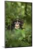 Africa, Uganda, Kibale National Park. Young adult male chimpanzee, 'Wes'-Kristin Mosher-Mounted Photographic Print