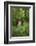 Africa, Uganda, Kibale National Park. Young adult male chimpanzee, 'Wes'-Kristin Mosher-Framed Photographic Print