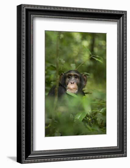 Africa, Uganda, Kibale National Park. Young adult male chimpanzee, 'Wes'-Kristin Mosher-Framed Photographic Print